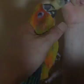 デビュー間近の画像