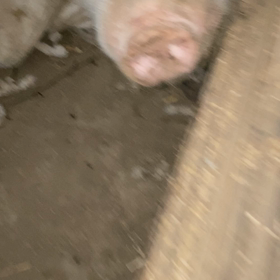 みーちゃん　ブヒコちゃんとの思い出の画像