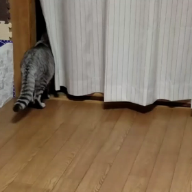 イリュージョン(笑)の画像