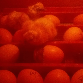 た、た、たまごー(^-^)/の画像