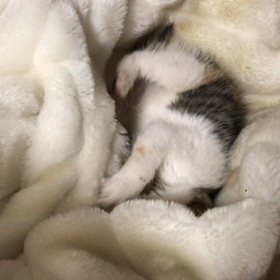 三毛ちゃん動画の画像