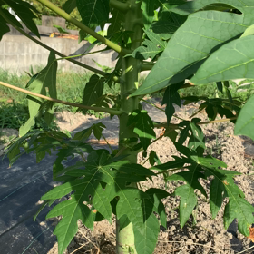 沖縄の父ちゃん　農業頑張ってるよ！の画像