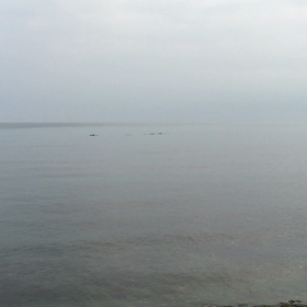 出雲で野生のイルカに遭遇の画像