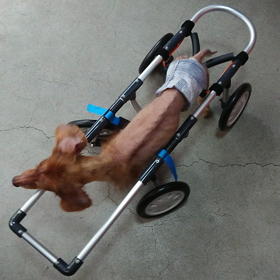 スイーピーの仲間たちの画像