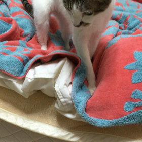 クンクン・・・の画像