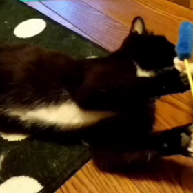 野良猫を仕込む夫の画像