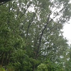 台風☔➰の画像