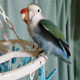 やっぱりかぁの画像