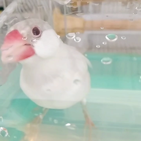 お風呂でチュンチュンの画像