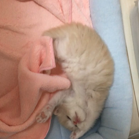 立ち耳スコティッシュフォールドの男の子の画像