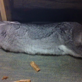 ウサ、ボディケアの画像