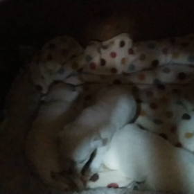 ウエスティーの赤ちゃんの画像