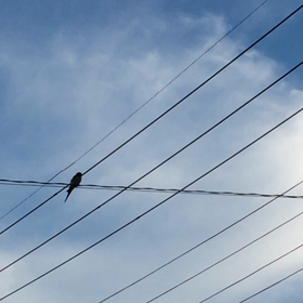 コシアカツバメ巣立ち前動画の画像