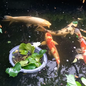 鯉と睡蓮の画像