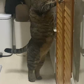 赤ちゃん体型なのの画像