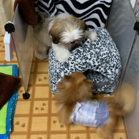 モカ、マロンも遊んで、疲れたのかな…の画像