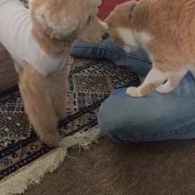 モコ&陽毬  動画その１の画像