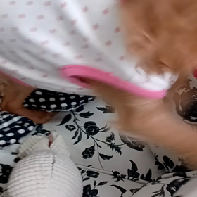 穴掘り犬。の画像