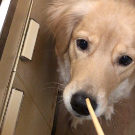 ミルキー   初 ウォーターピッグの画像