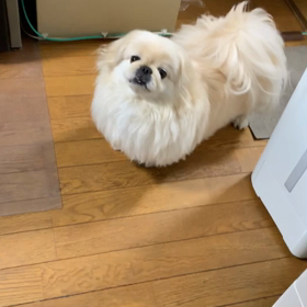 ふぇいちゃん！お昼の日課⁉の画像