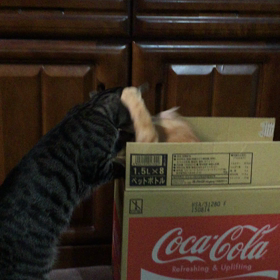 勝負は、ついた？？の画像