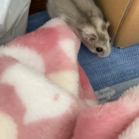 お散歩ムービーの画像