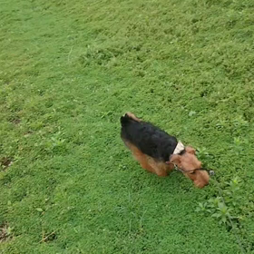 かりんのソーシャルデイスタンスの画像