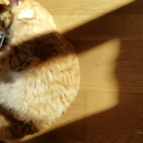 にゃんことお見合いしますの画像