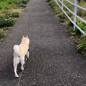 シャッ⁉️、の画像