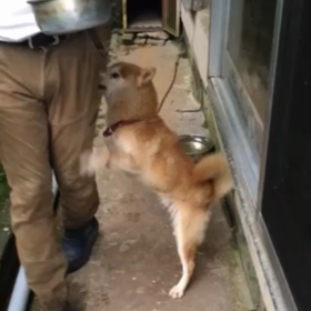 犬語が知りたい⁇の画像