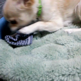 第7章　切断（5）バーディへのお土産の画像