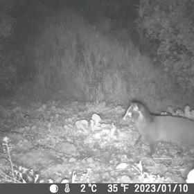 すぎぴたんの事件簿シーズン3　149話（最近のハクビシンの様子）の画像