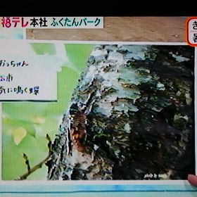 桃ちゃんがテレビに♪の画像