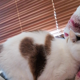 にゃんふみふみの画像