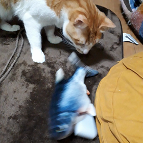 新巻鮭、その後の画像