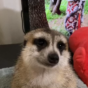 ミーアキャットの、くーちゃんの画像