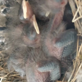 子育て分析とツバメの画像