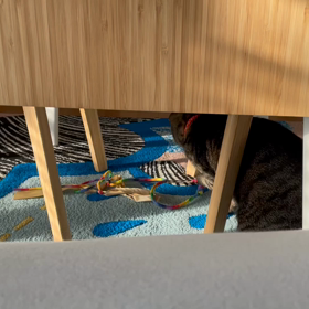 トラちゃん♀の朝活の画像