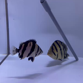 Mさんからシャムタイガー新着動画！の画像