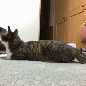 anan掲載モデルの猫じゃらしをAmazonで購入したら…の画像