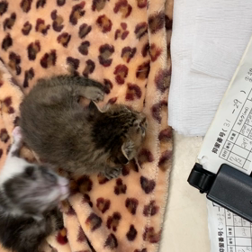 左脳欠損のルカ君 6の画像