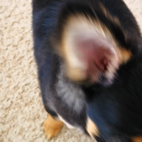 ｢ちょうだい｣って聞こえますか？の画像