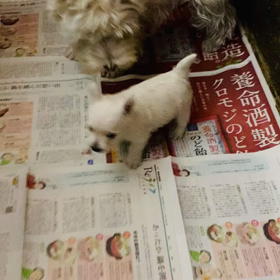 ウエスティ　母犬と子犬の遊ぶ様子♪の画像