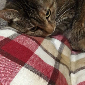 里親様募集中のマリーちゃん❤️の画像