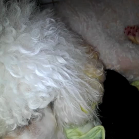 ママのゆりかごの画像