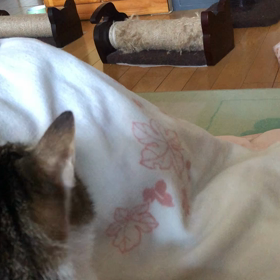 やっと落ち着いた2人！今日のジム活は何しよう。の画像