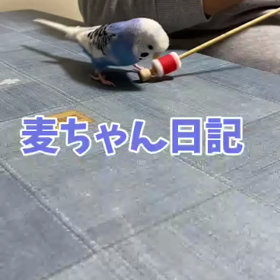 どうしても編み棒が気になる麦ちゃんの画像