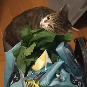 保護猫しま子の買い物チェック動画の画像