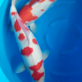 いいね！の画像