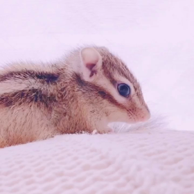 ももの新しい抱っこアピール♪の画像